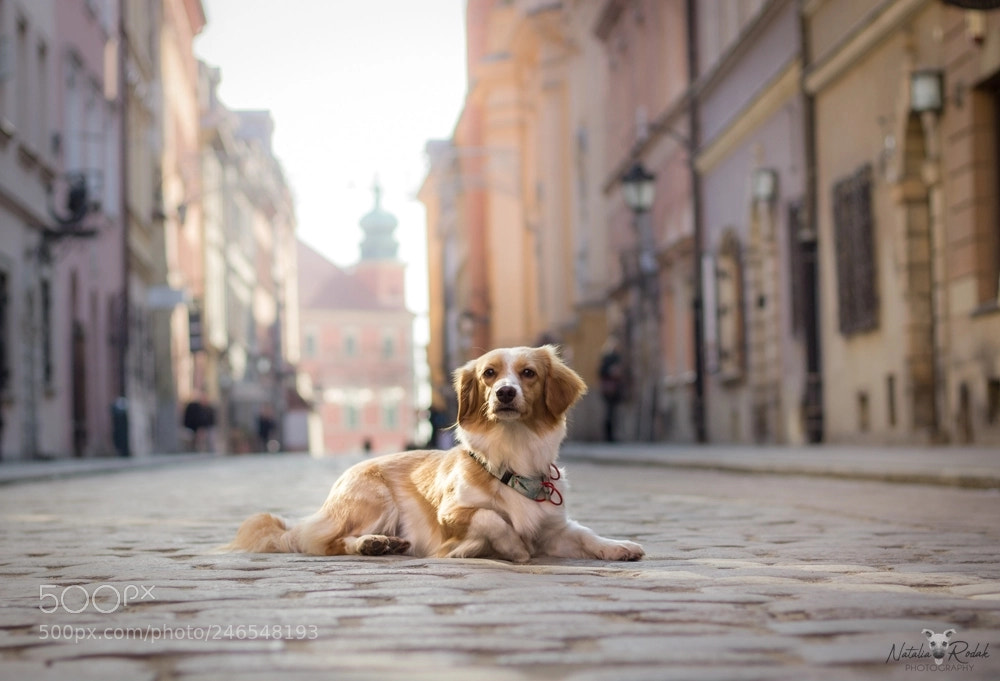 Canon EOS 1200D (EOS Rebel T5 / EOS Kiss X70 / EOS Hi) sample photo. Ginger dog in warsaw photography