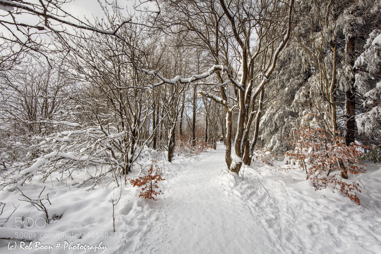 Canon EOS 5DS sample photo. Winter @ botrange 23 photography