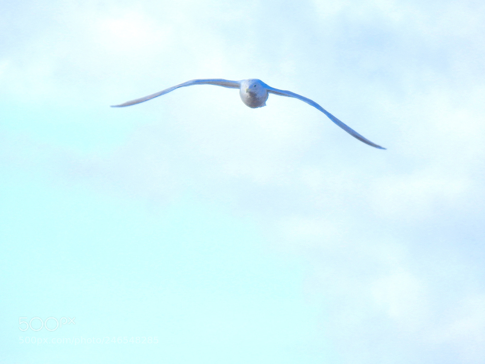 Nikon Coolpix P900 sample photo. Glaucous-winged gull photography