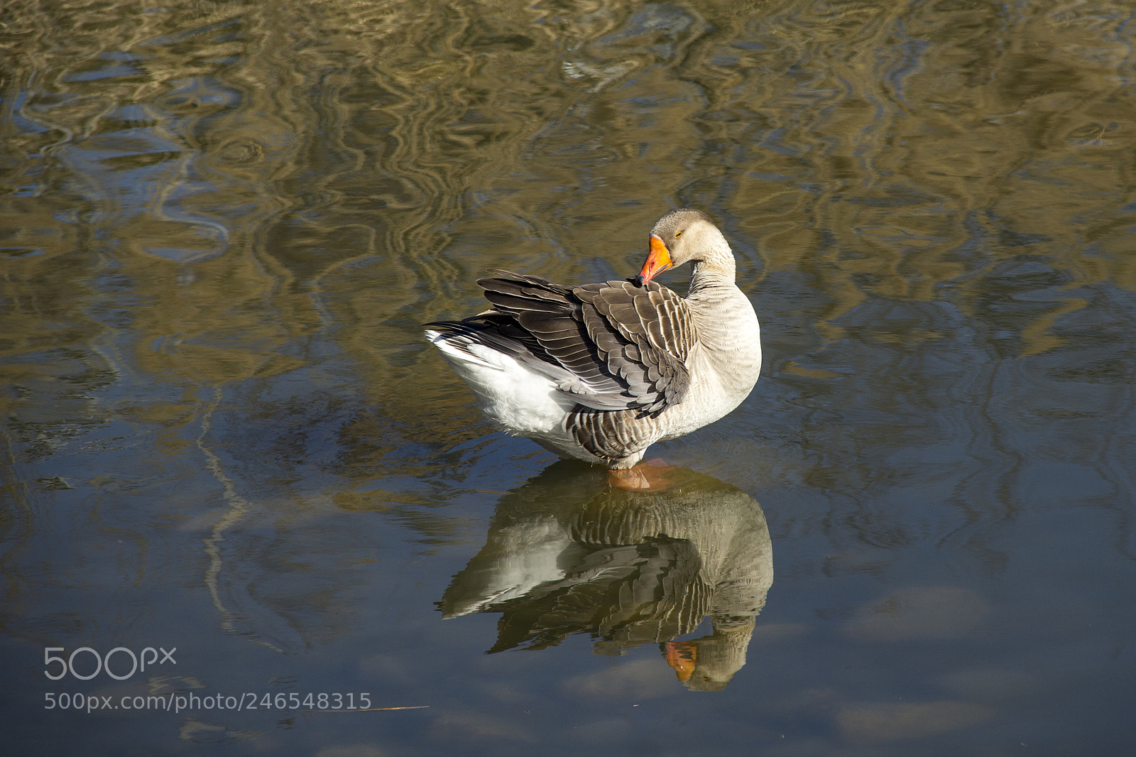 Canon EOS 60D sample photo. Duck photography