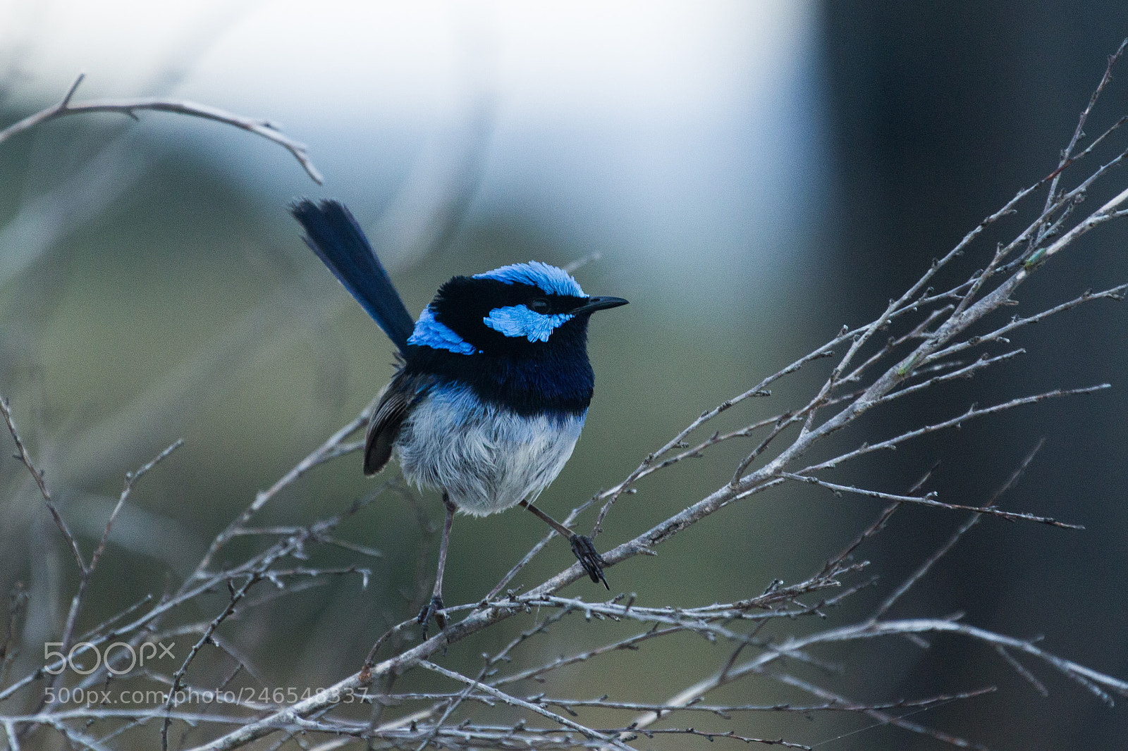 Canon EOS 7D sample photo. Superb fairy wren photography
