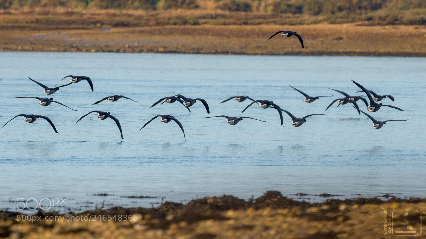Canon EOS 7D sample photo. Bernaches cravants en d photography