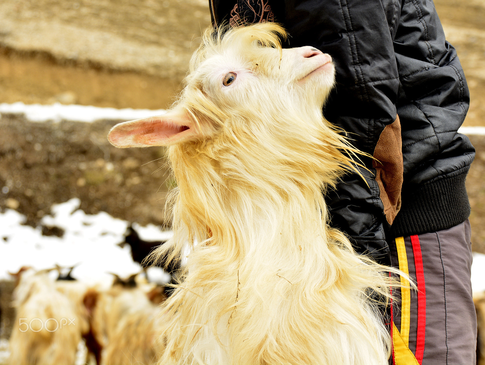 Sigma 17-70mm F2.8-4 DC Macro OS HSM | C sample photo. Happy goat photography