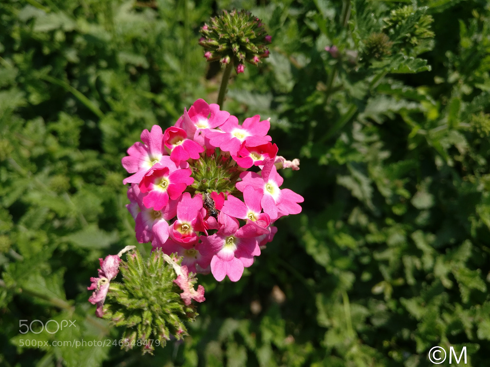 OnePlus A3003 sample photo. Gardan f photography
