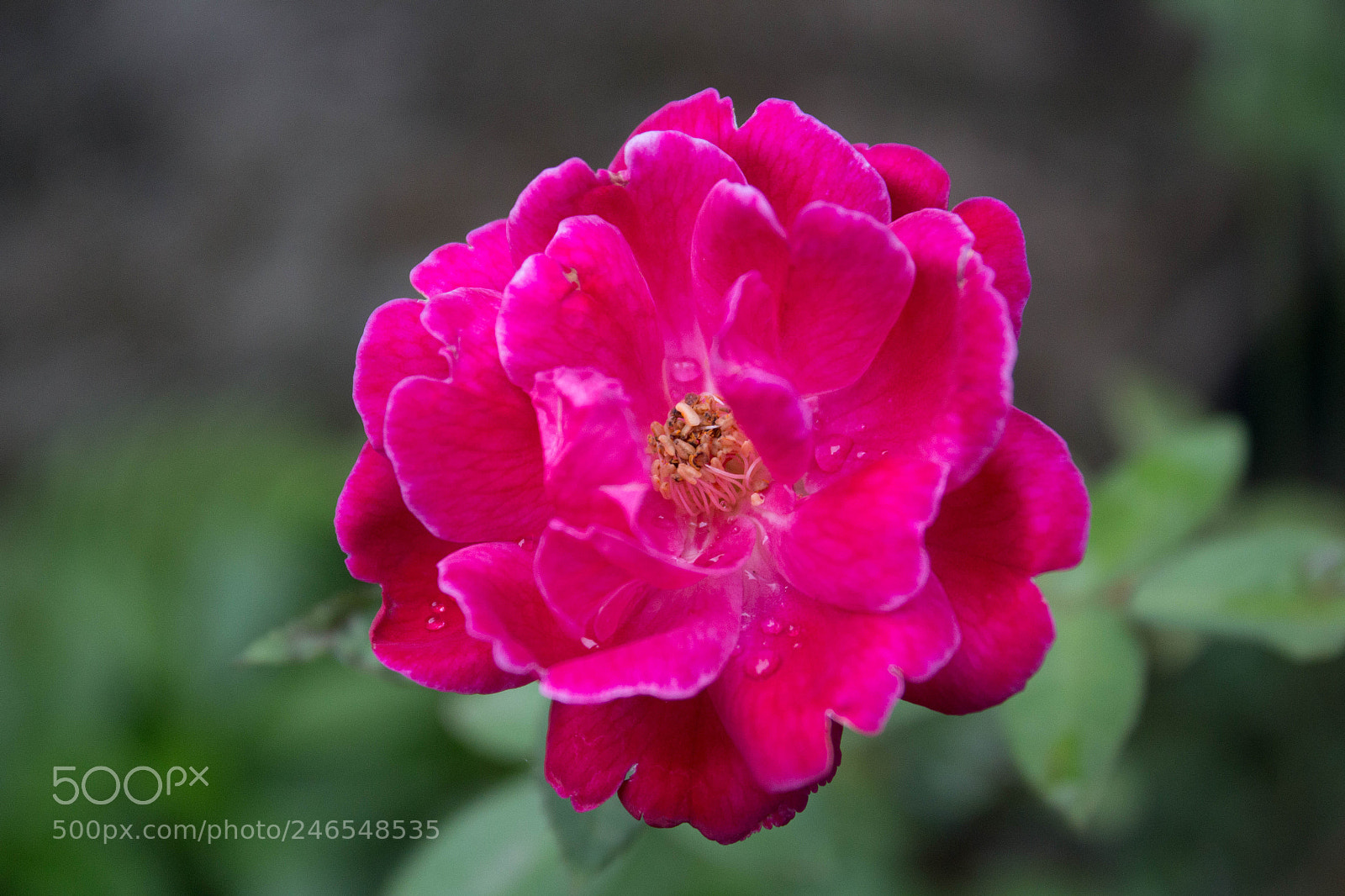 Canon EOS 700D (EOS Rebel T5i / EOS Kiss X7i) sample photo. Mg photography