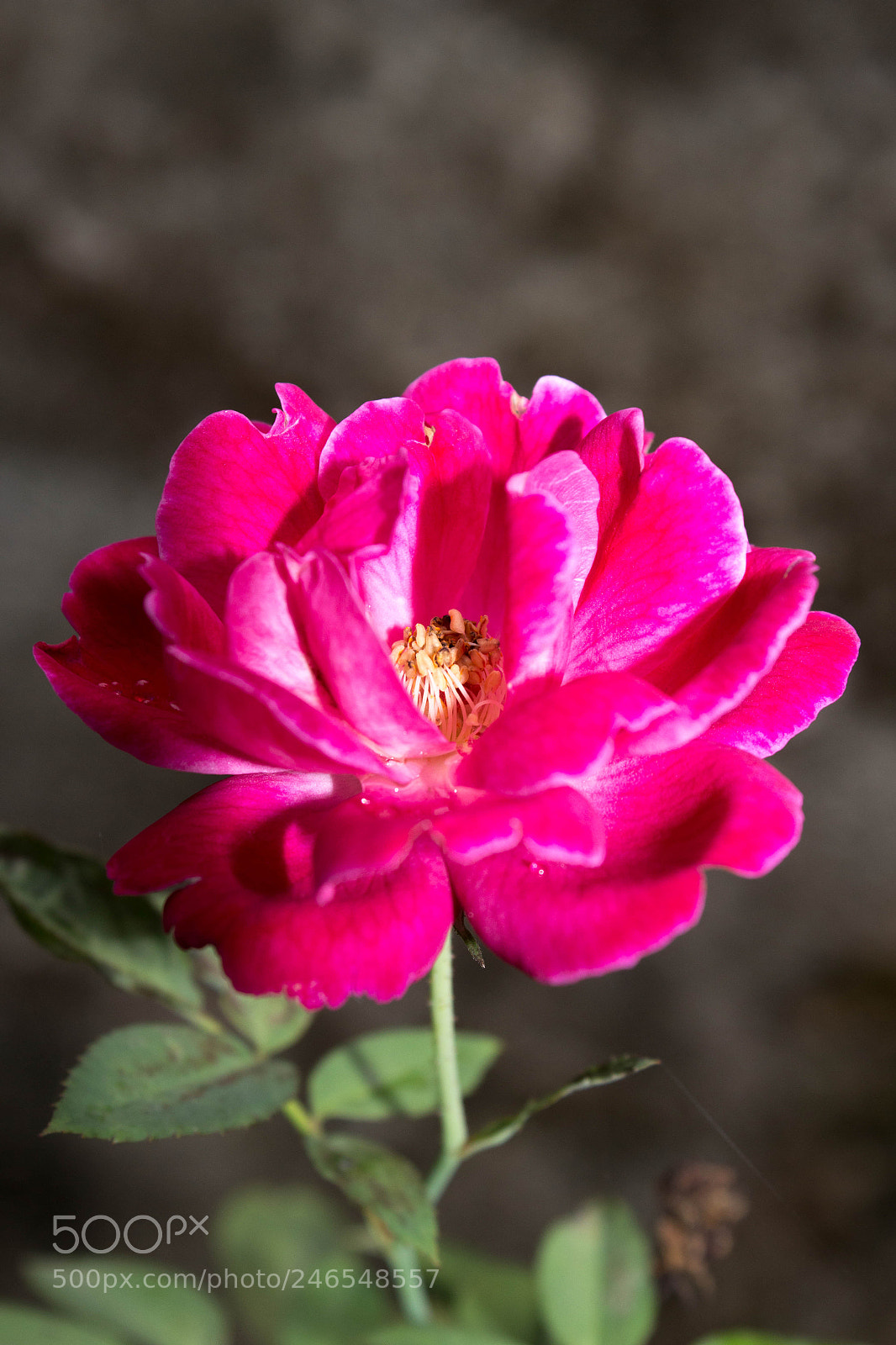 Canon EOS 700D (EOS Rebel T5i / EOS Kiss X7i) sample photo. Mg photography