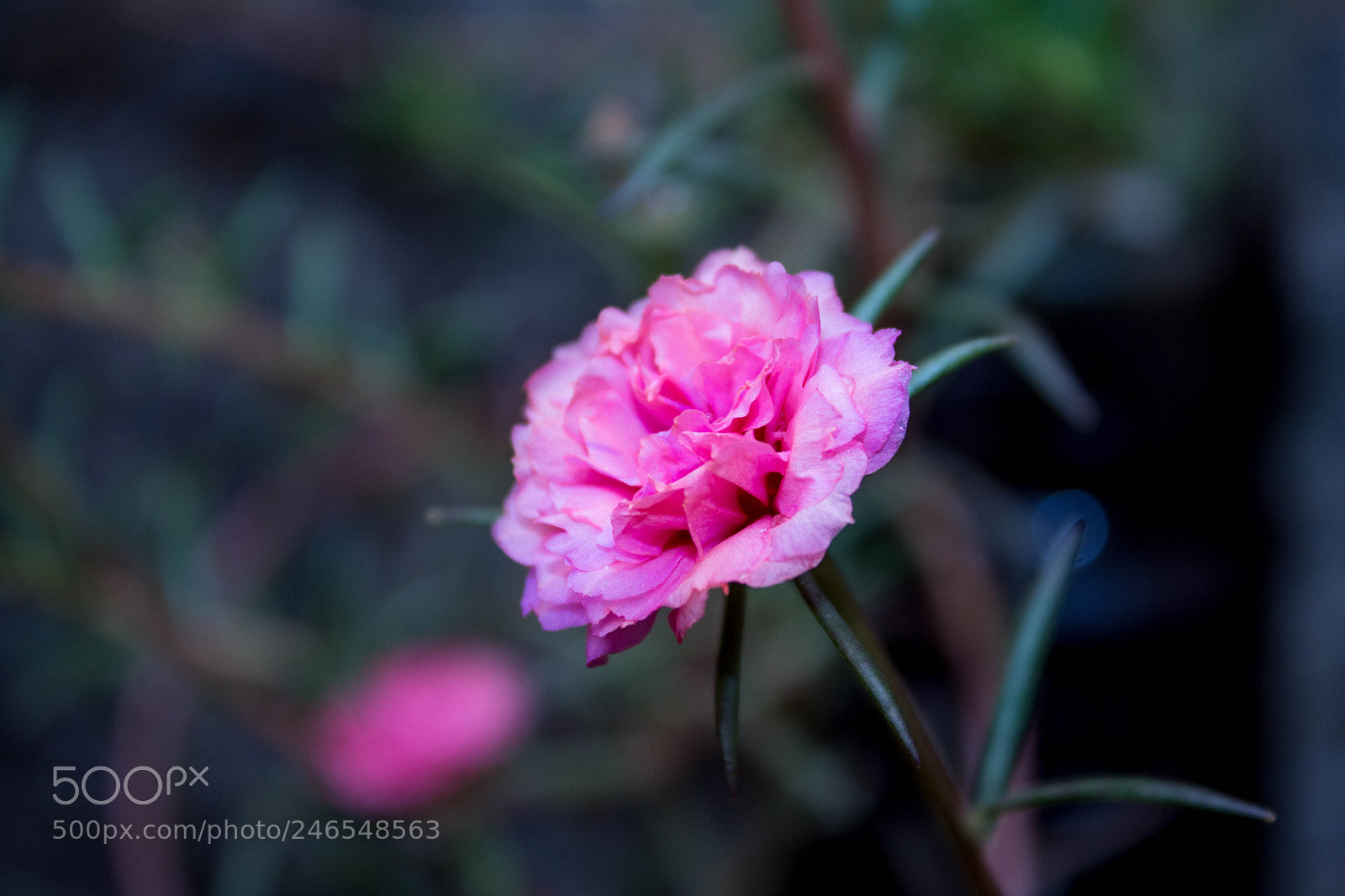 Canon EOS 700D (EOS Rebel T5i / EOS Kiss X7i) sample photo. Mg photography