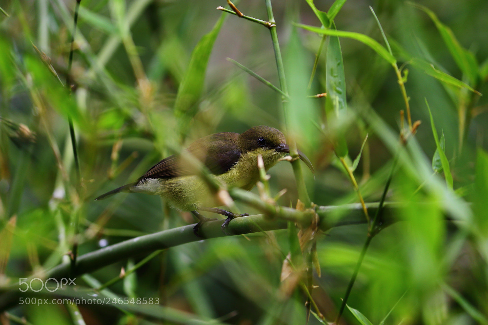 Canon EF-S 55-250mm F4-5.6 IS II sample photo. Dpp photography