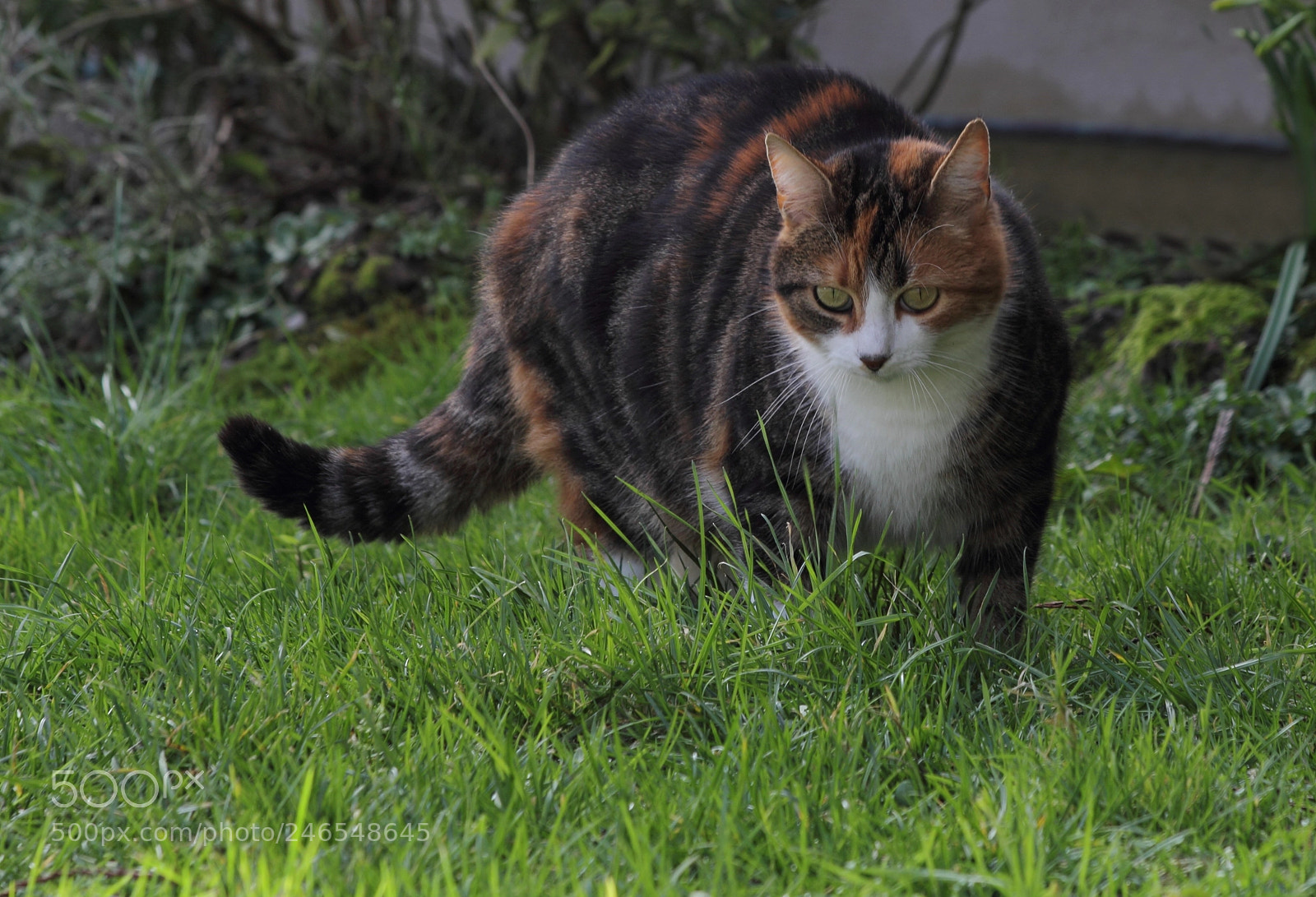 Canon EOS 60D sample photo. Minette photography