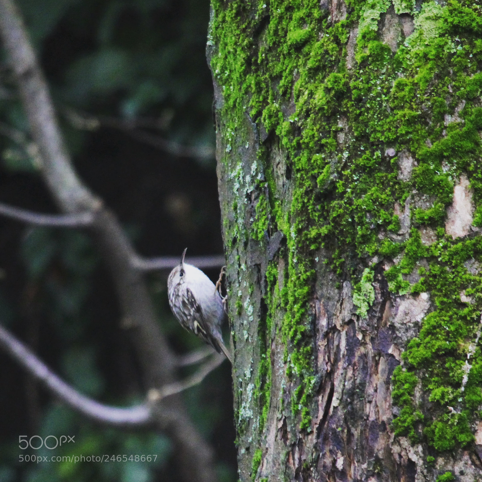 Canon EOS 100D (EOS Rebel SL1 / EOS Kiss X7) sample photo. Grimpereau - nuthatch photography