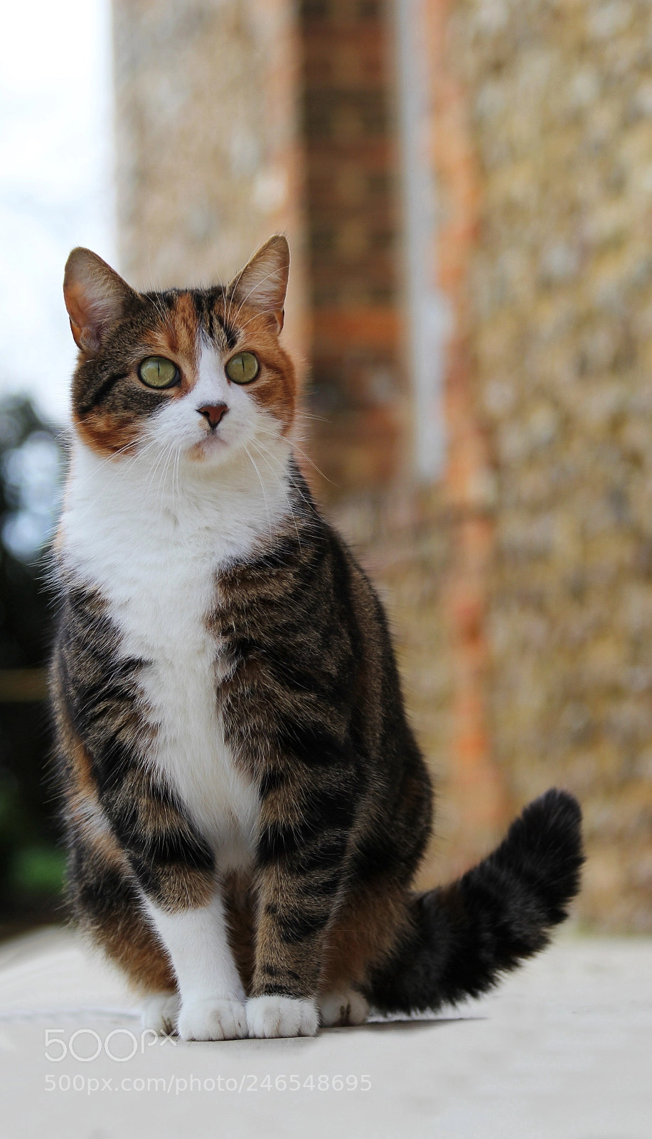 Canon EOS 60D sample photo. Minette photography