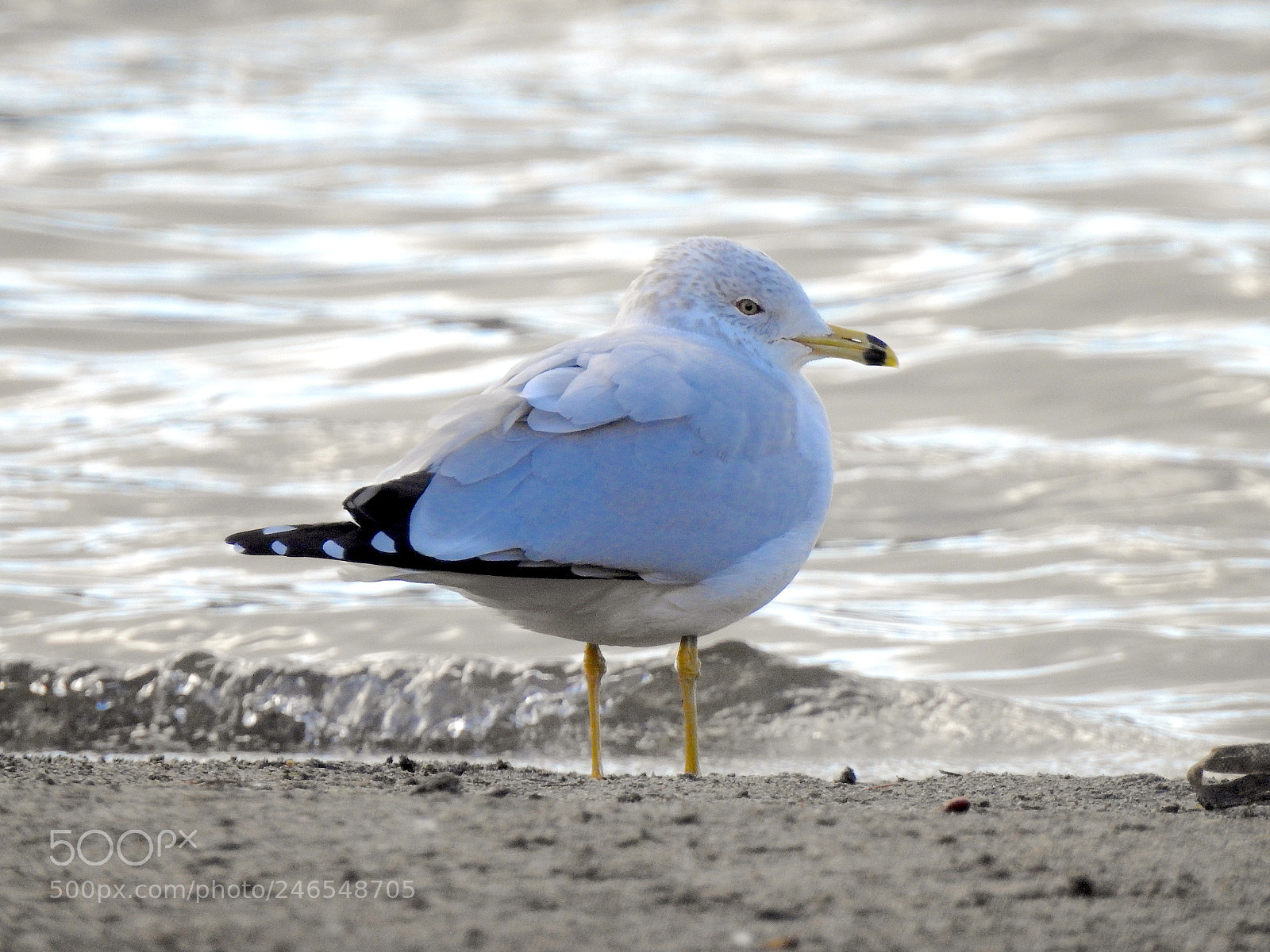 Nikon Coolpix P900 sample photo. Pied-billed gull photography