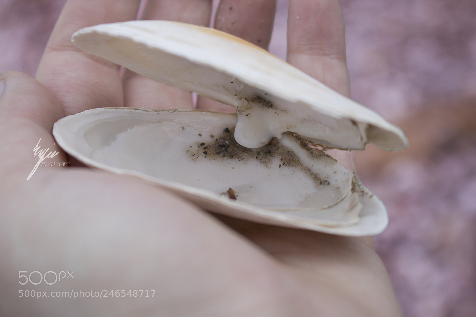 Canon EOS 750D (EOS Rebel T6i / EOS Kiss X8i) sample photo. Seashall photography