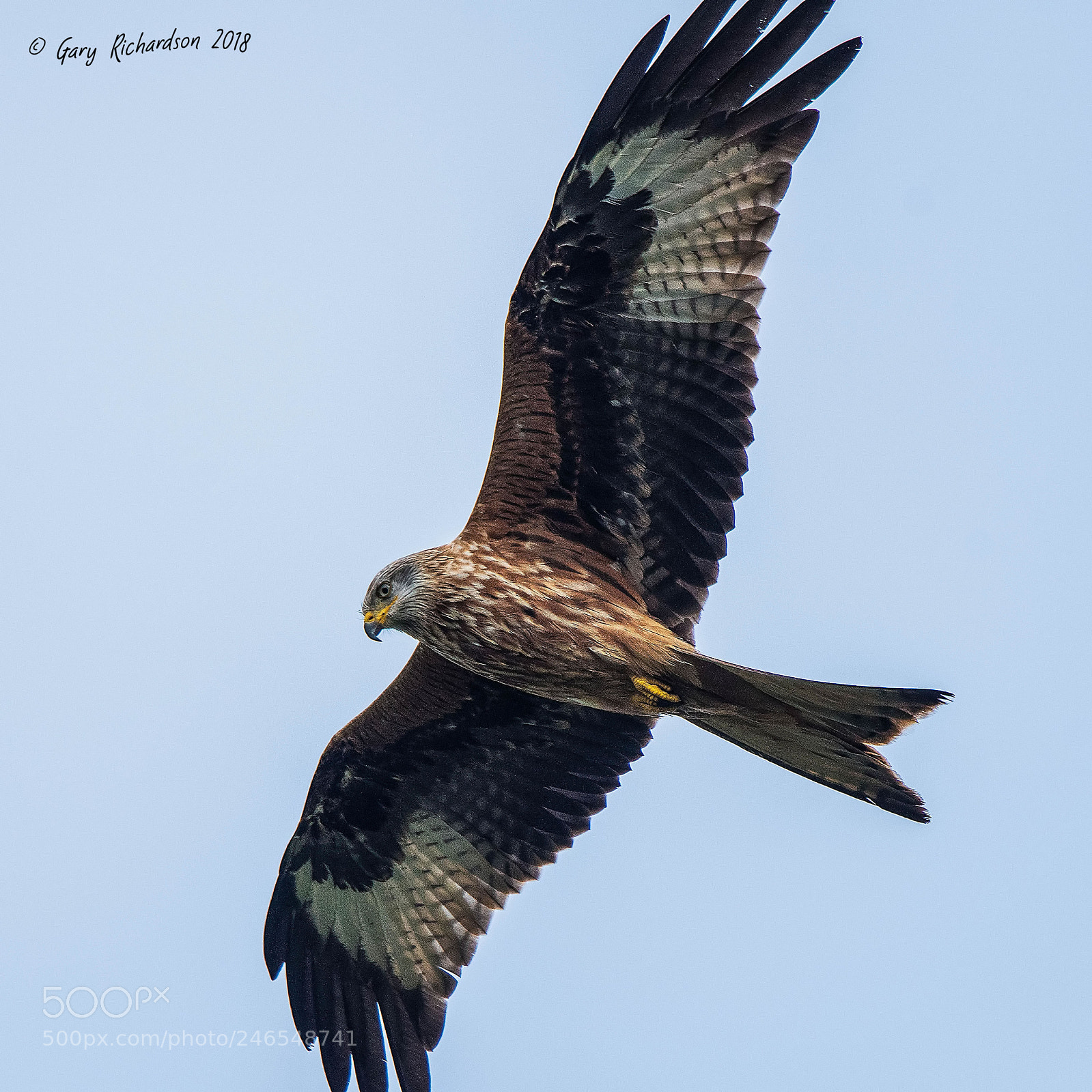 Nikon D500 sample photo. Red kite () photography