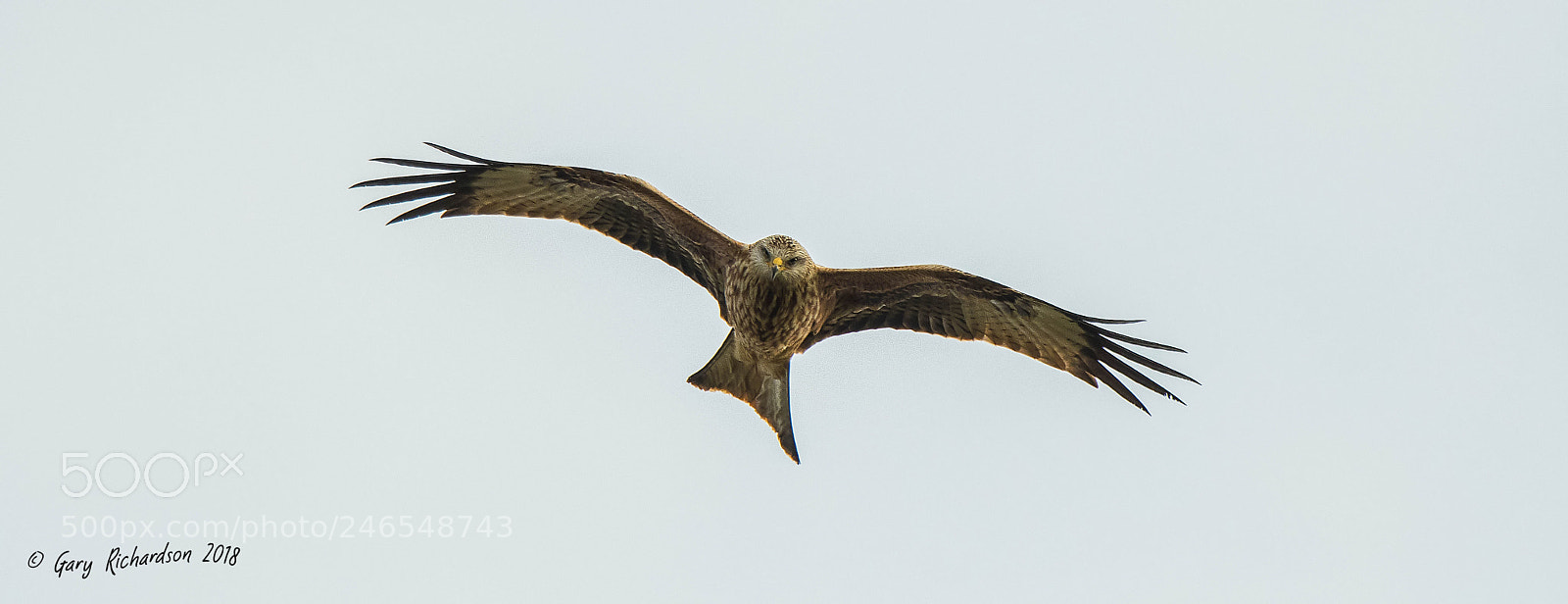 Nikon D500 sample photo. Red kite () photography