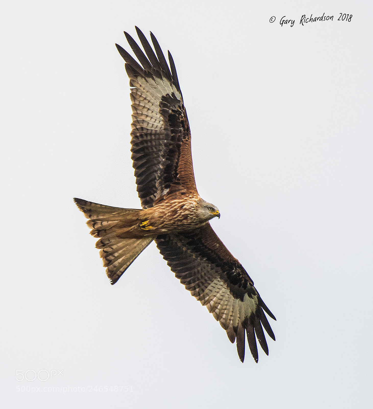 Nikon D500 sample photo. Red kite () photography