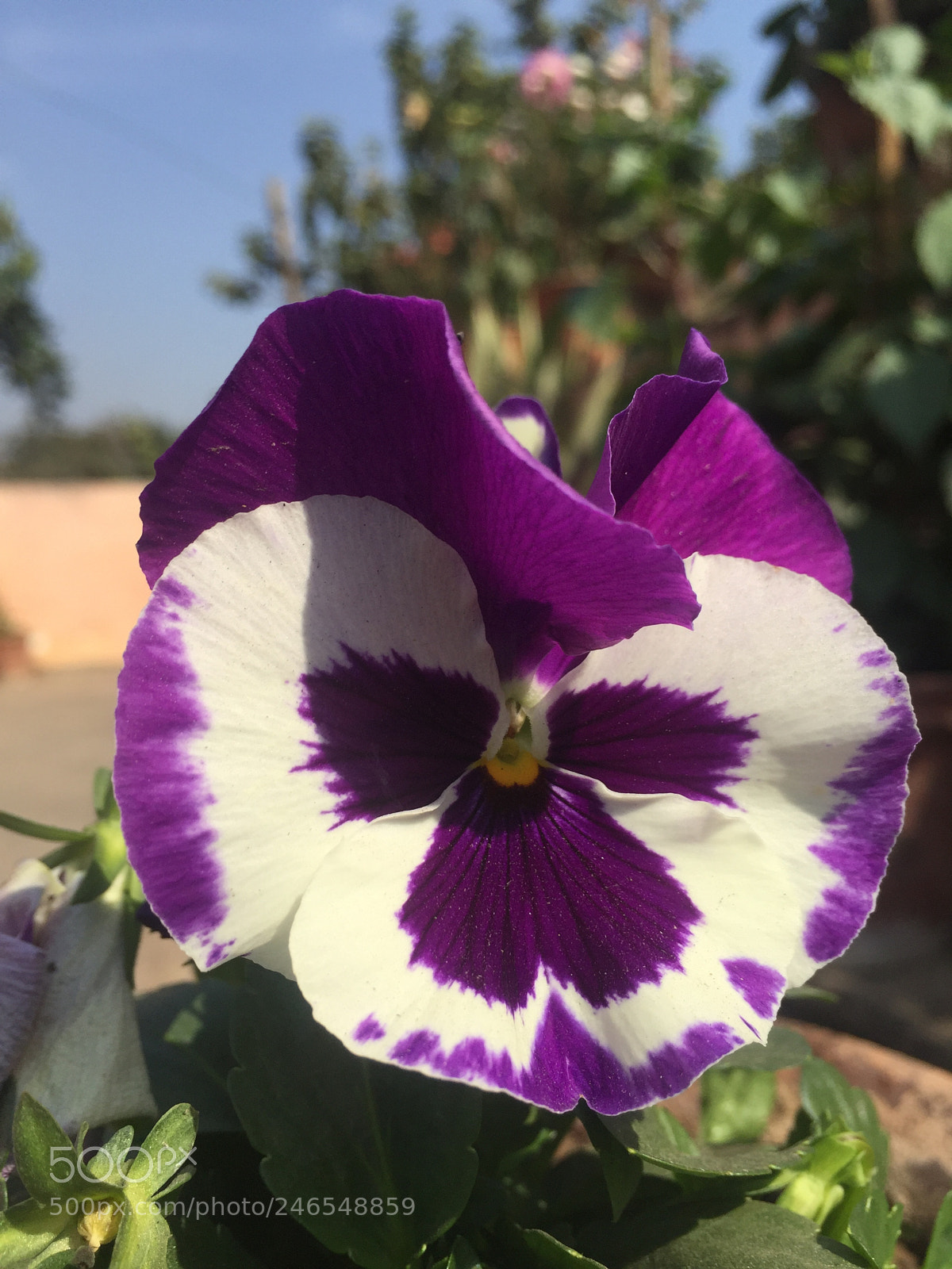 Apple iPhone 6 sample photo. Mobile clicked photography