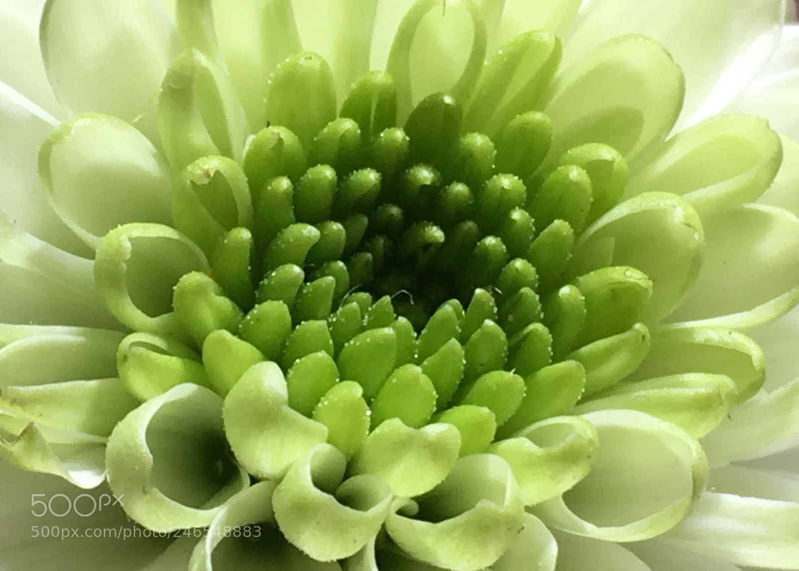 Apple iPhone 6s sample photo. Untitled photography