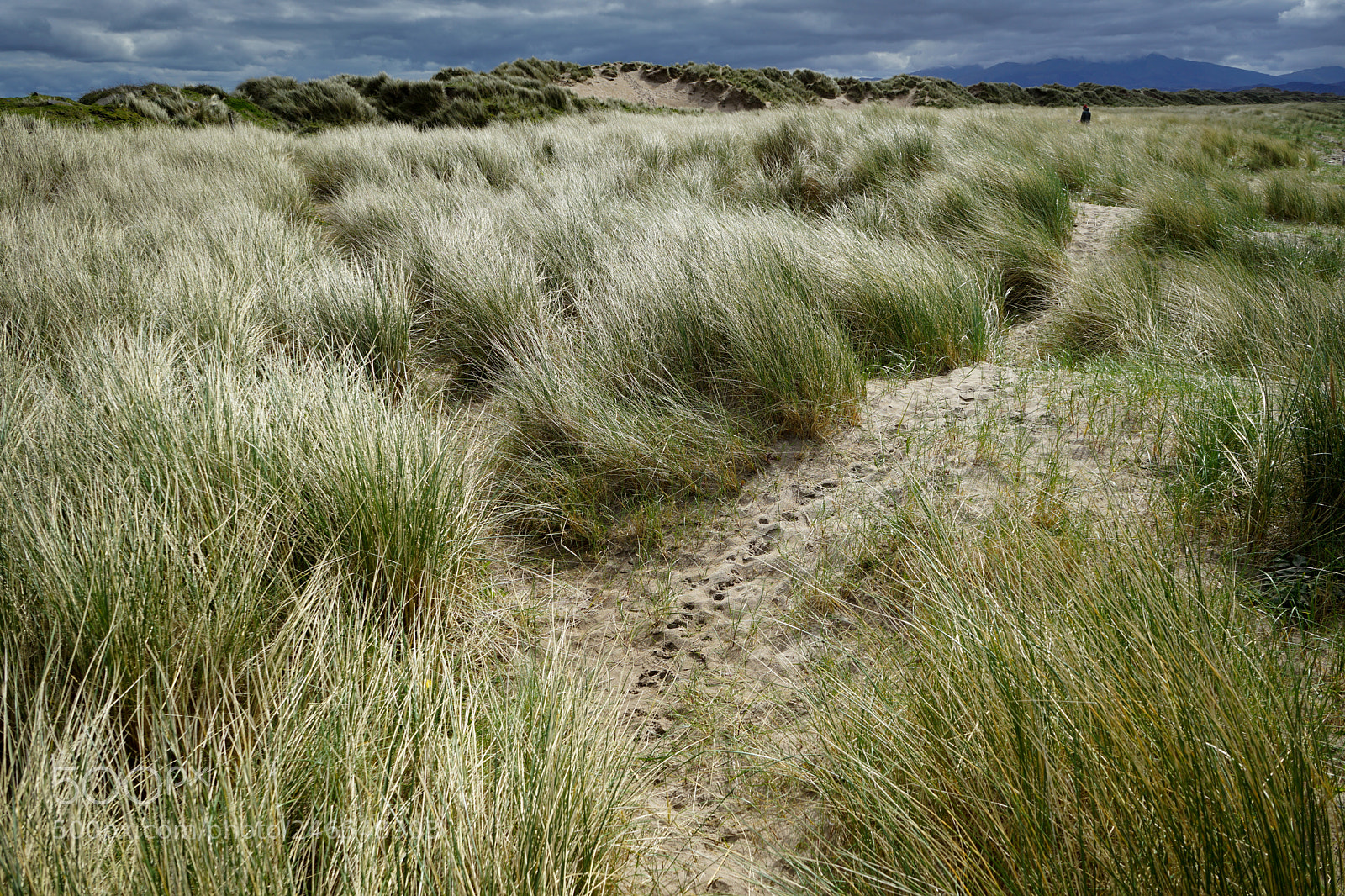 Sony a7 II sample photo. A walk full of photography