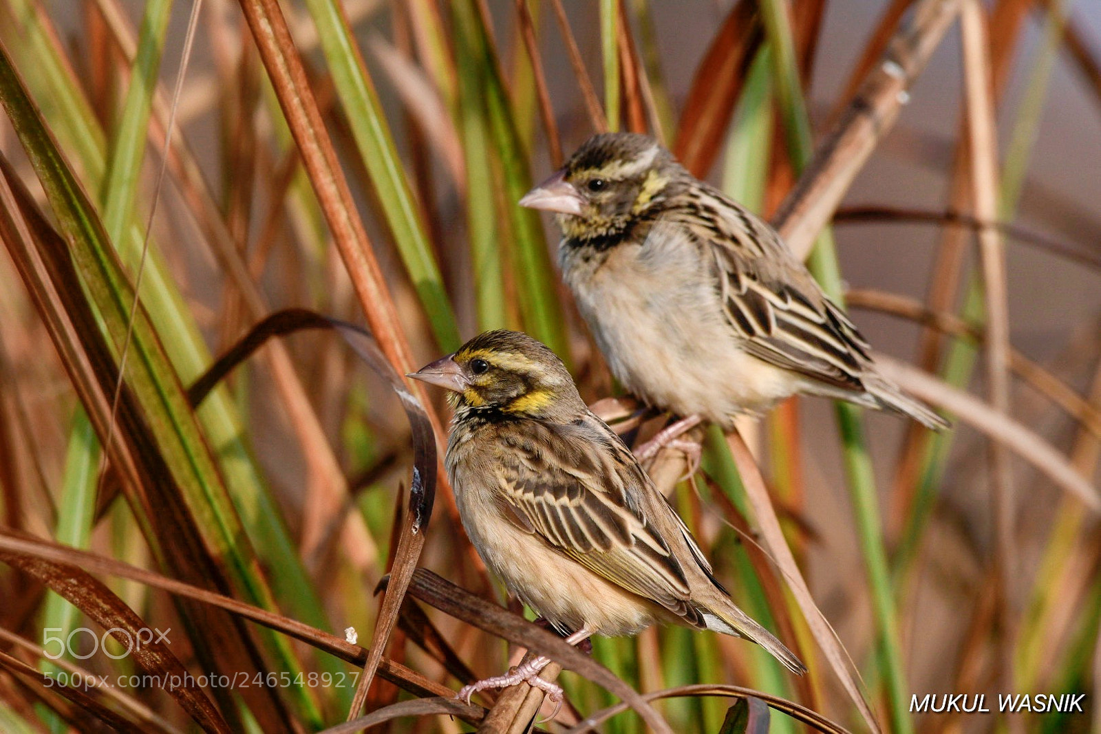 Nikon D500 sample photo. Weaver par excellence photography