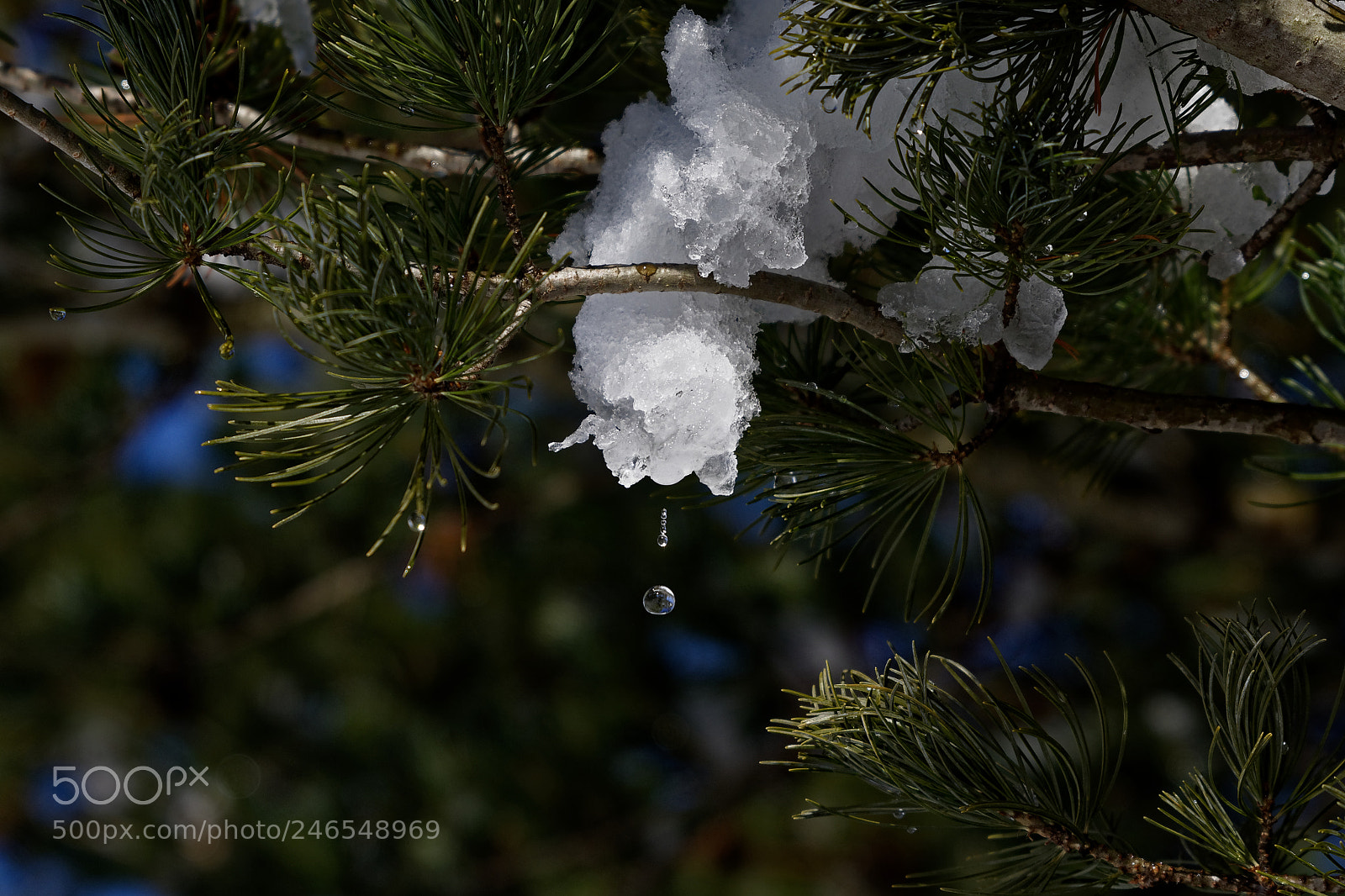Nikon D7200 sample photo. Melting snow drops photography