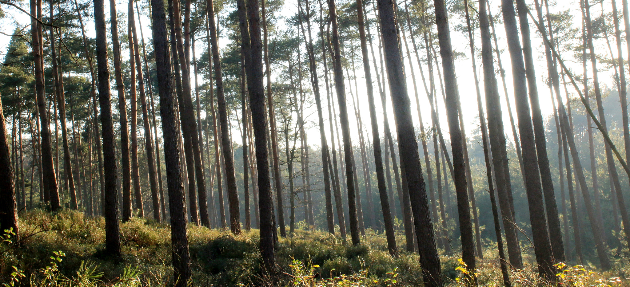 Canon EOS 70D sample photo. Sunlight in the forest..... photography