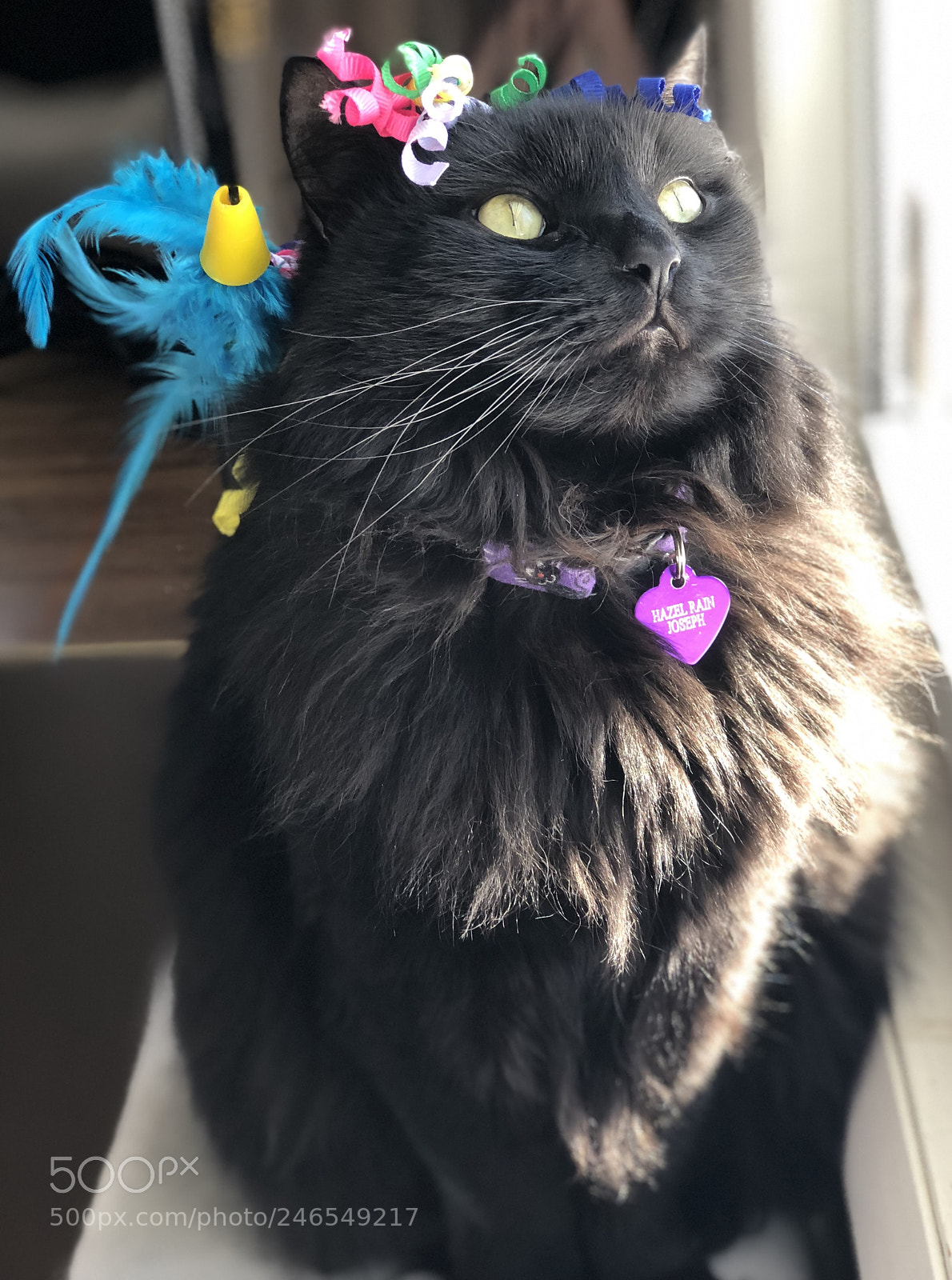 Apple iPhone 8 Plus sample photo. Hazel rain photography