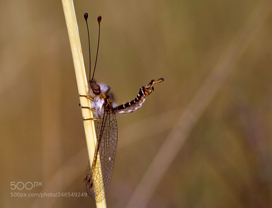 Pentax K20D sample photo. İnsect photography