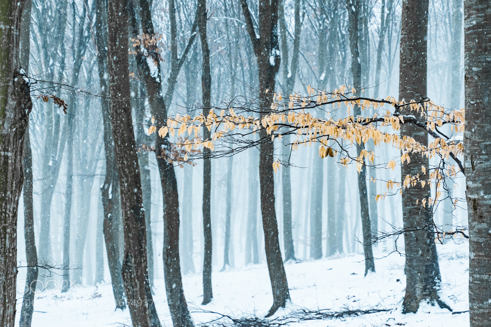 Nikon D7200 sample photo. Winter retreat photography