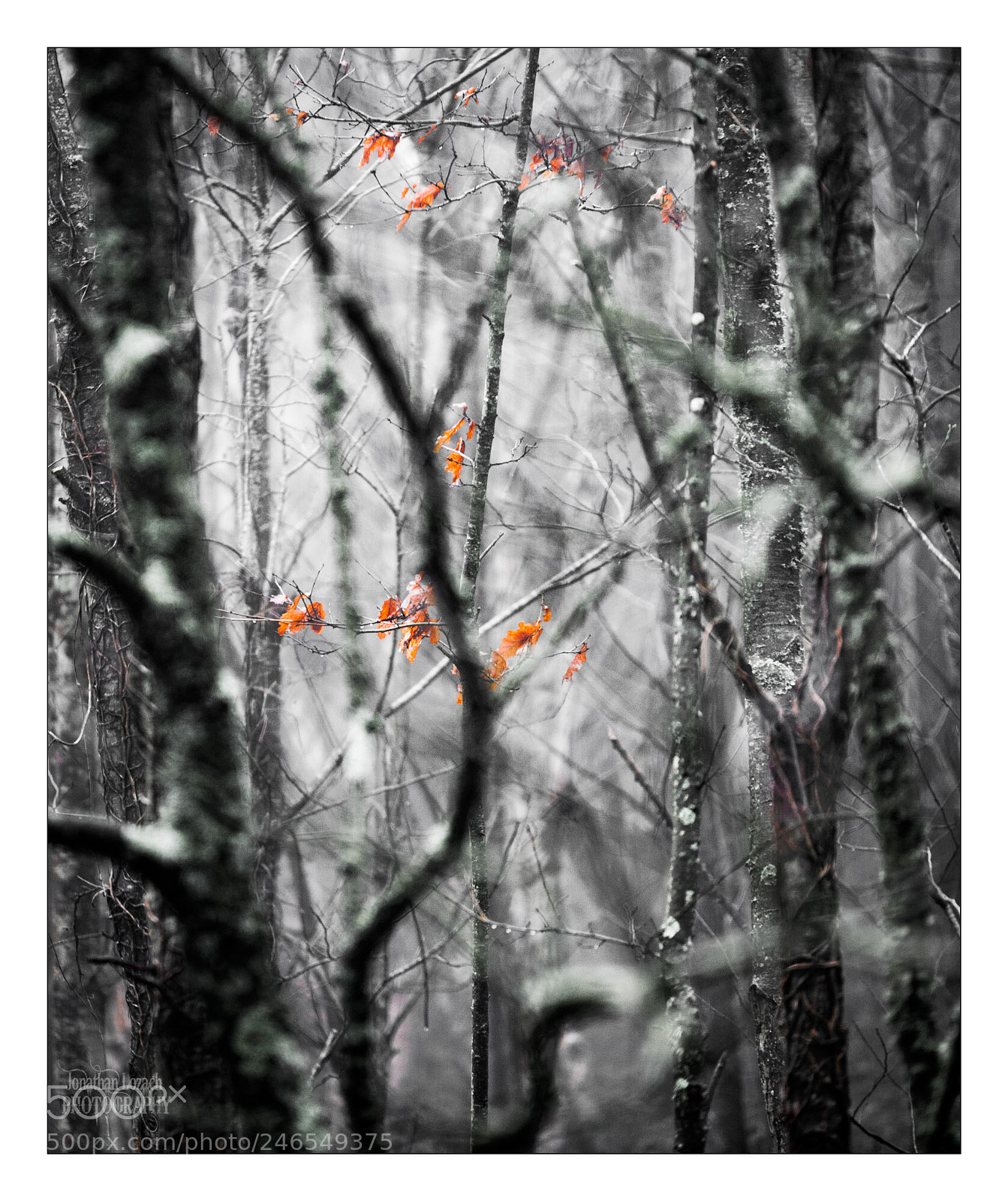 Nikon D3 sample photo. Leaves photography