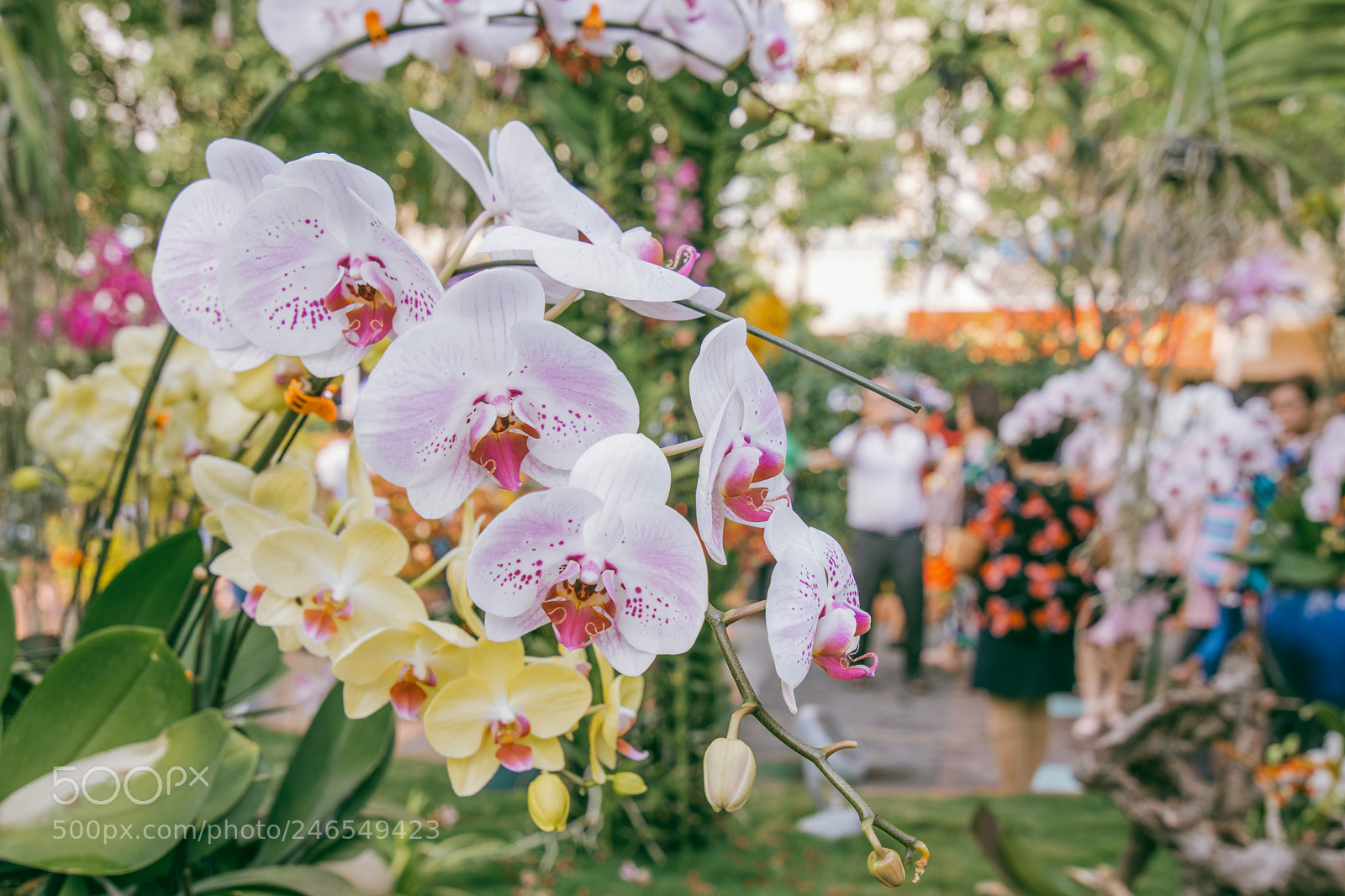 Nikon D5200 sample photo. Lan hồ Điệp photography