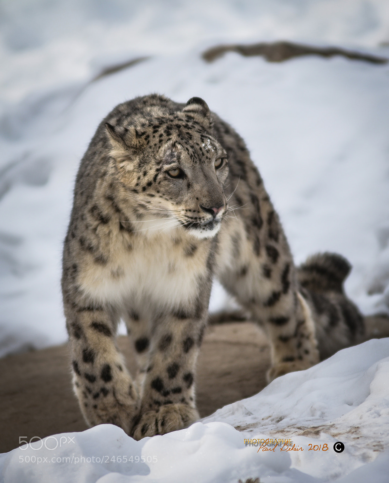 Nikon D7100 sample photo. Pensionnaires du zoo de photography