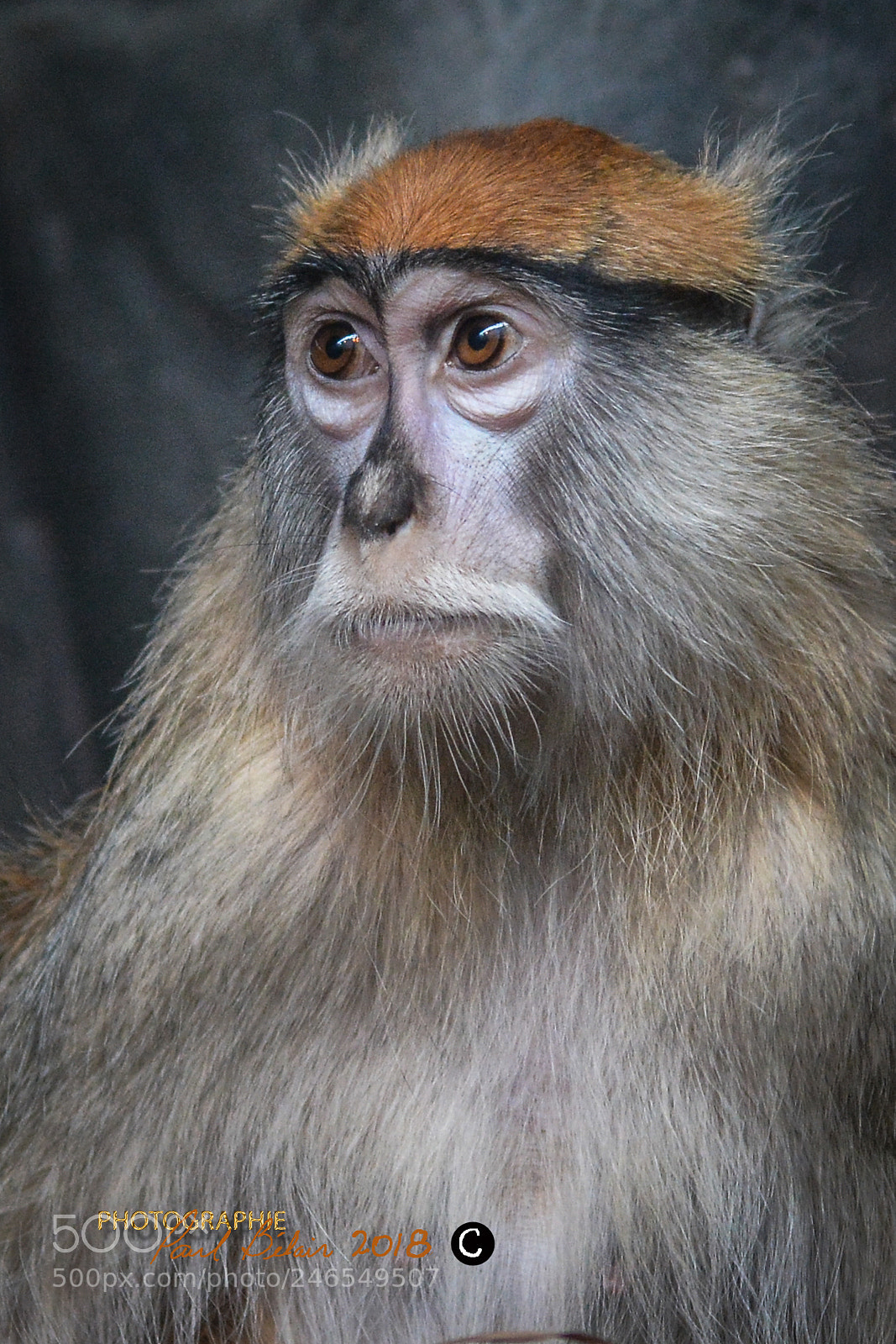 Nikon D7100 sample photo. Pensionnaires du zoo de photography