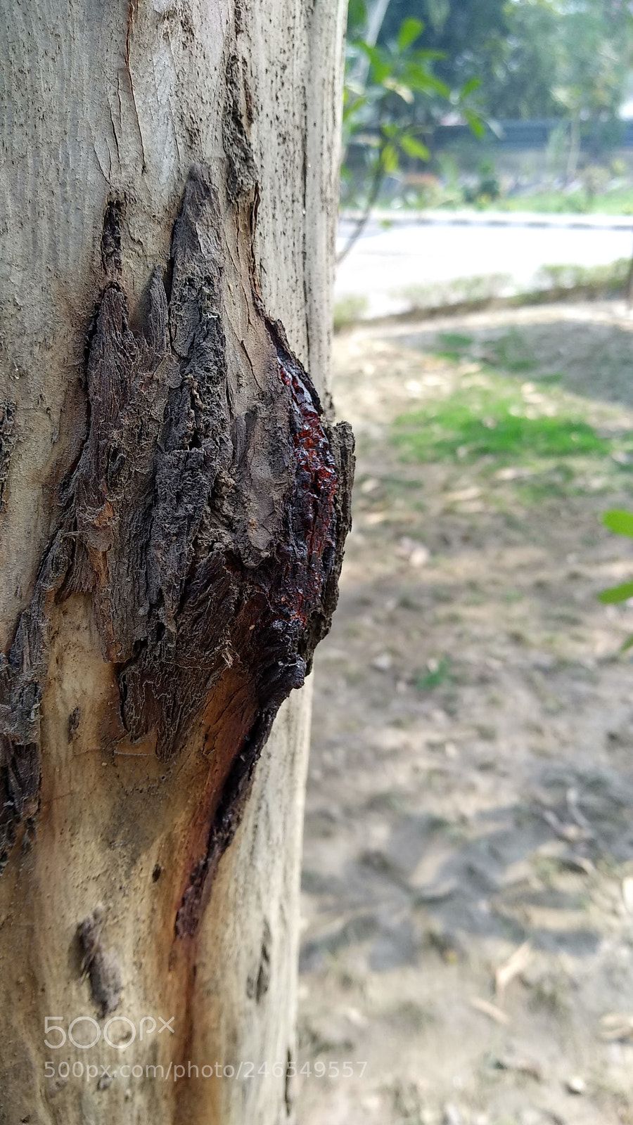 Xiaomi MI MAX 2 sample photo. Untitled photography
