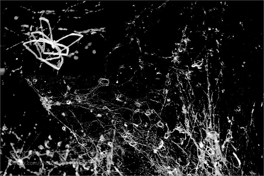 Nikon D610 sample photo. Dressing room for spiders photography