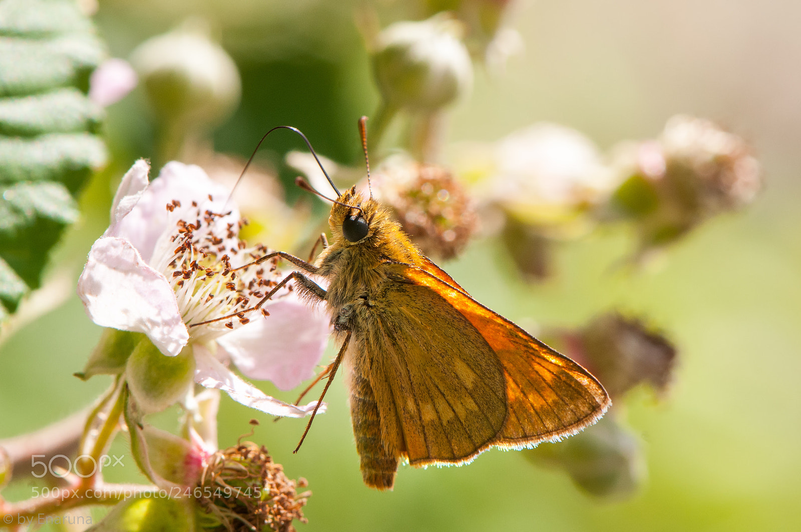 Nikon D300S sample photo. Skipper butterfly photography