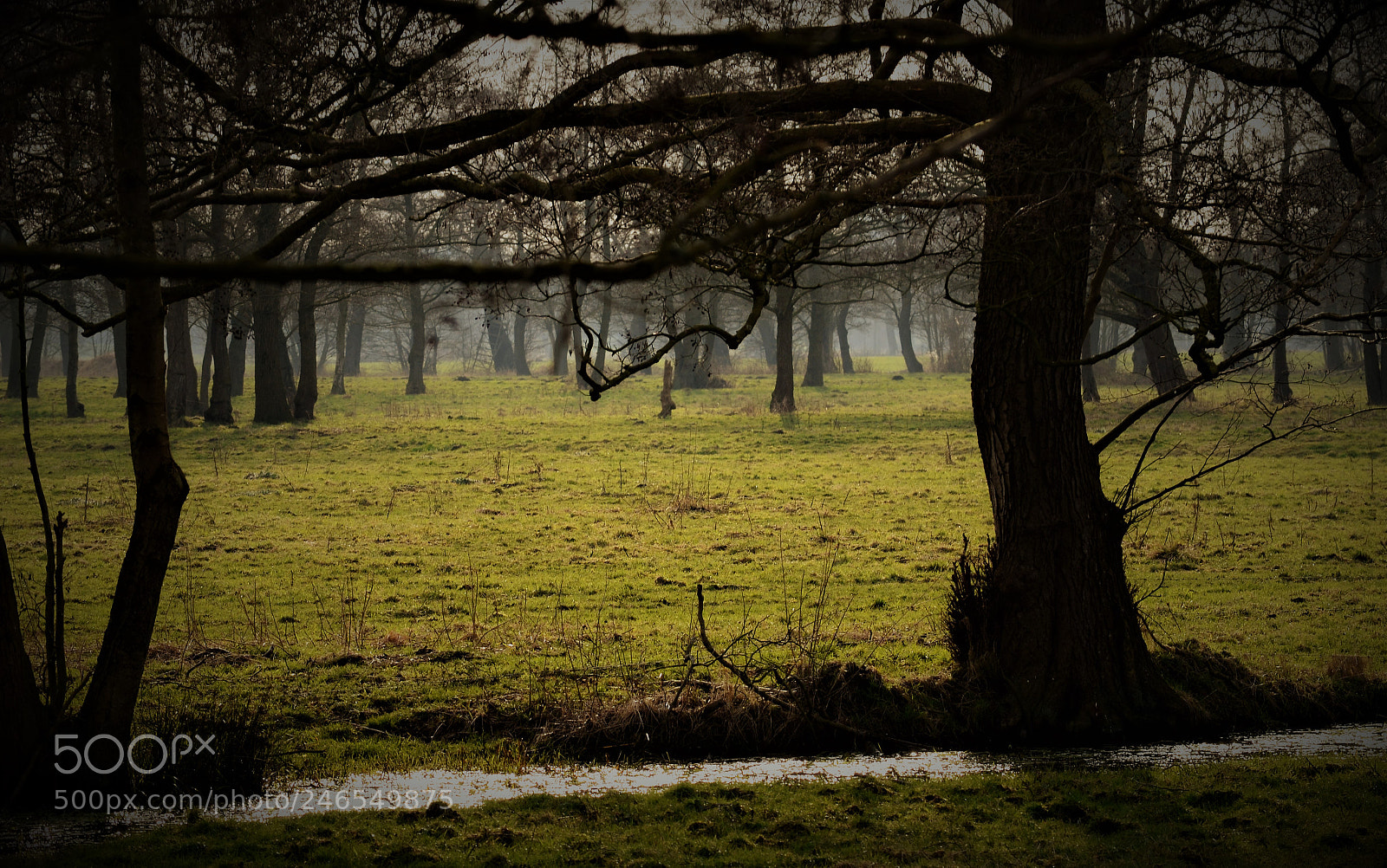 Nikon D5100 sample photo. Green surface photography