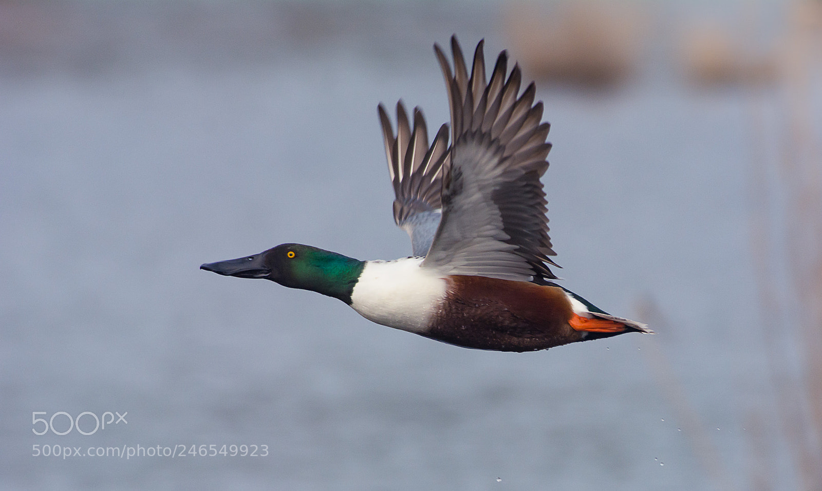 Nikon D7100 sample photo. Northern shoveler duck photography