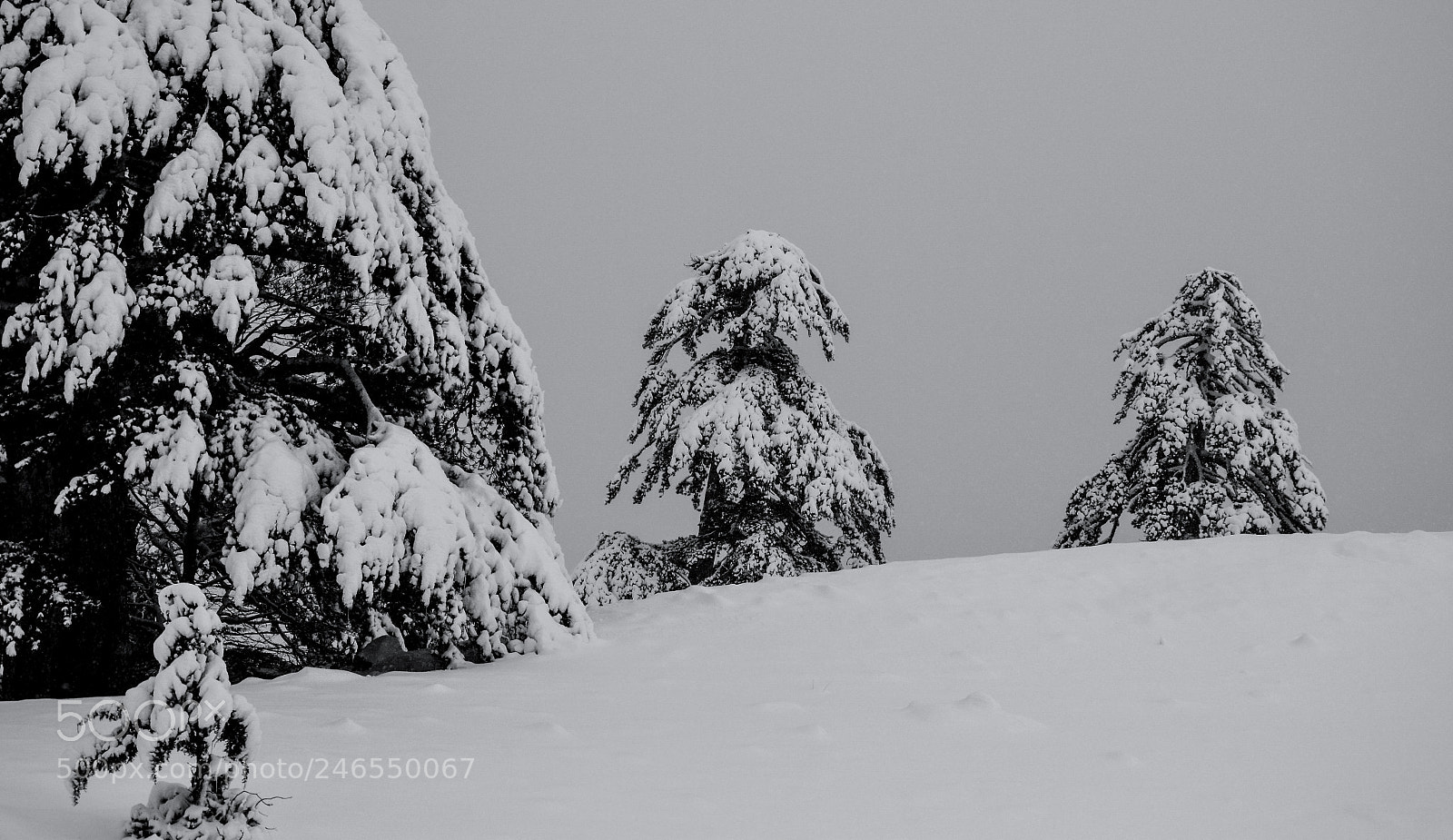 Nikon D5100 sample photo. Winter photography