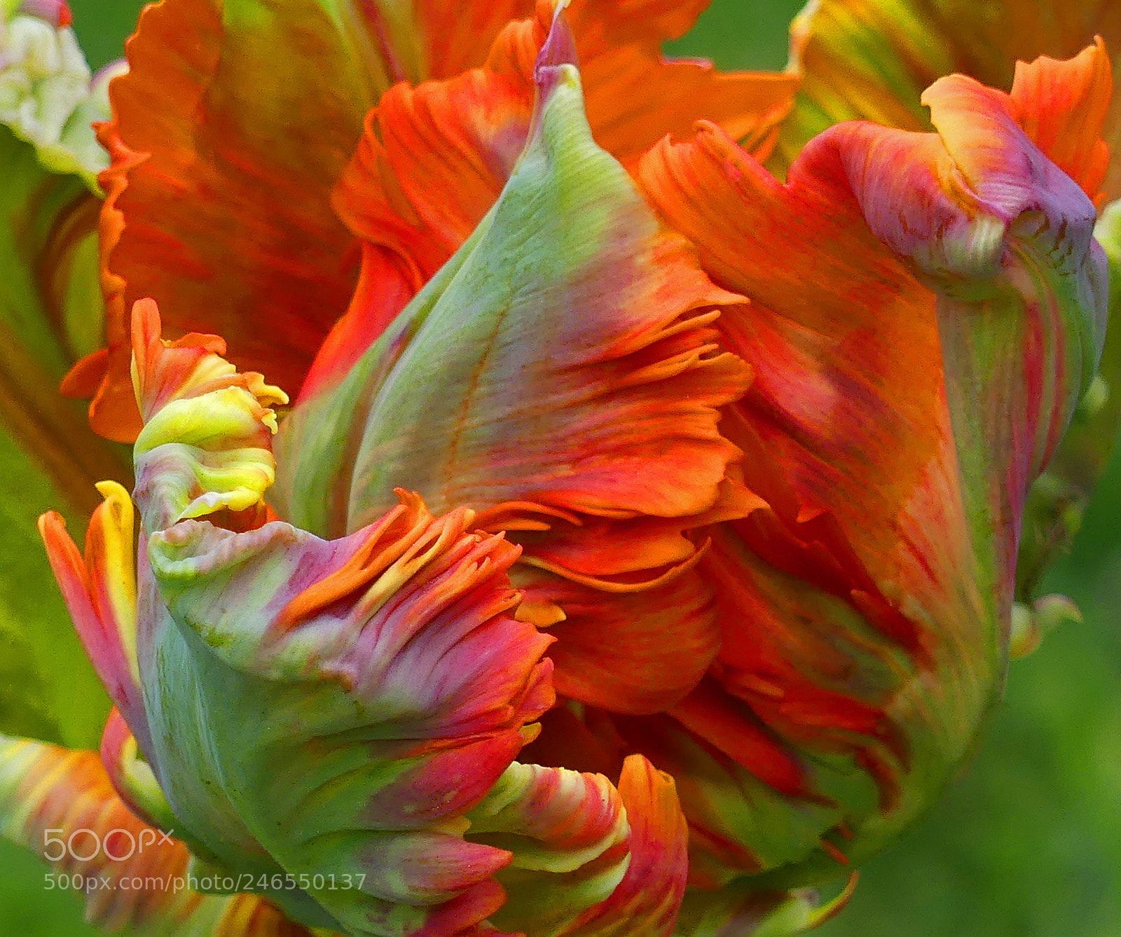 Panasonic Lumix DMC-FZ300 sample photo. Tulip photography