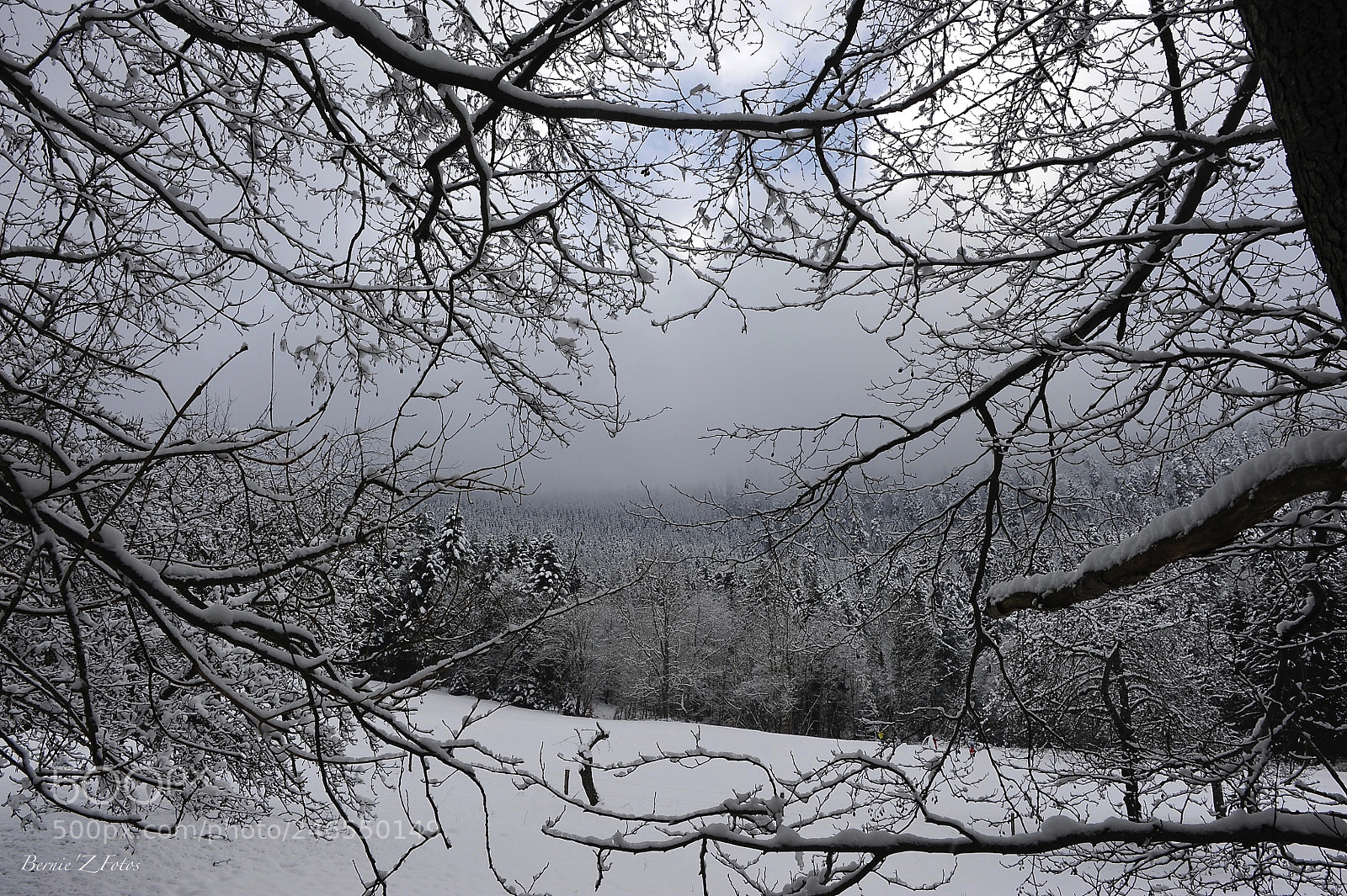 Nikon D3 sample photo. Window on forest photography
