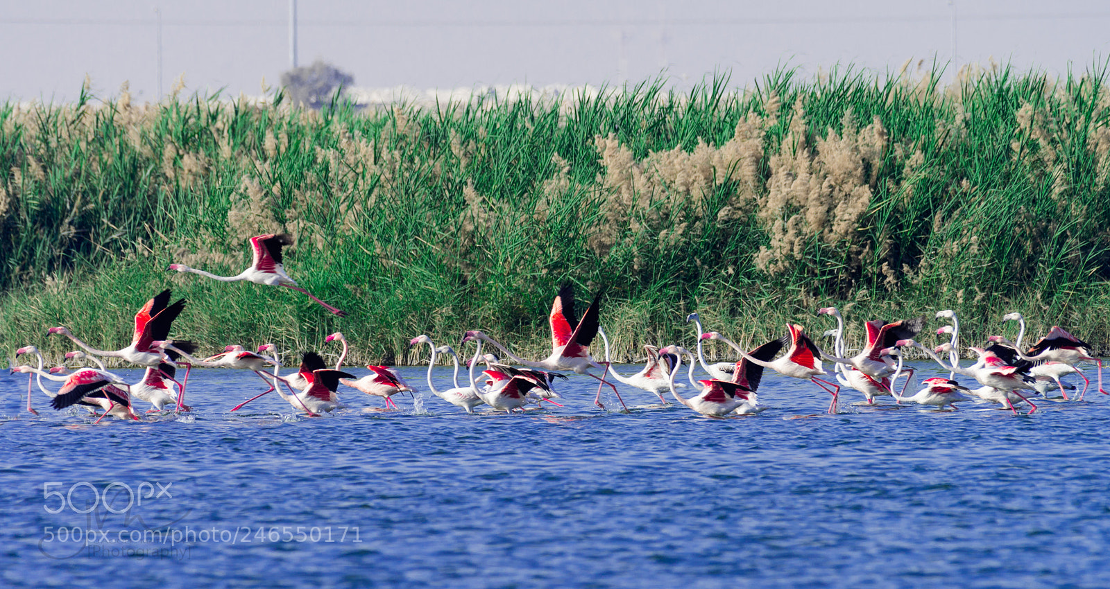 Nikon D500 sample photo. Flamingo photography