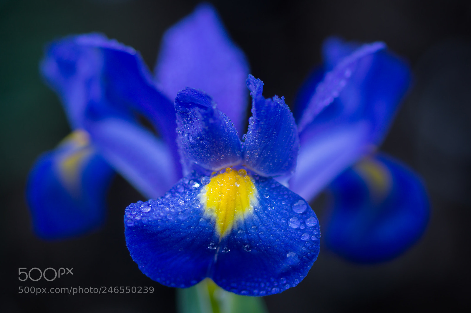 Sony SLT-A77 sample photo. Iris. photography