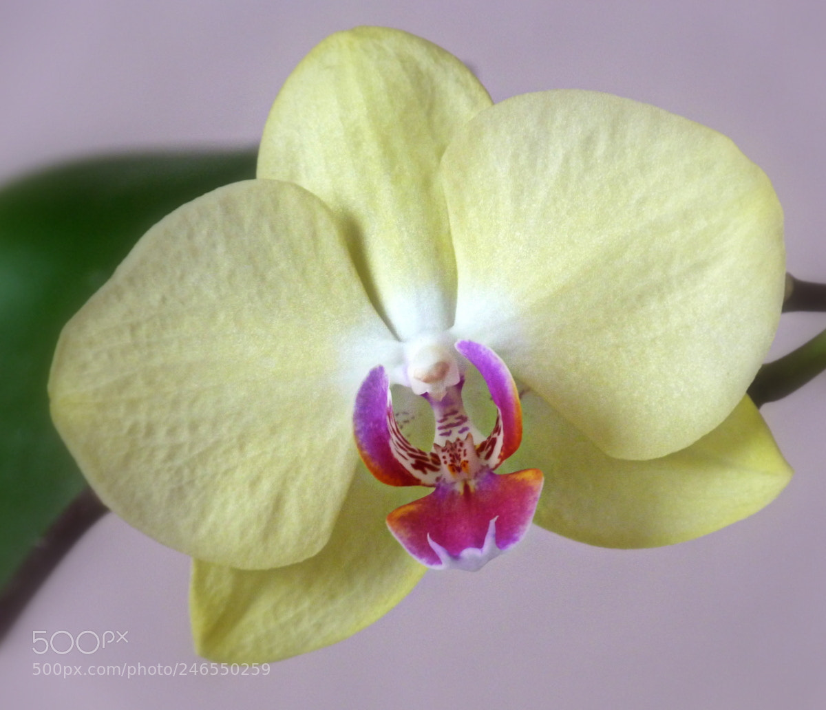 Panasonic Lumix DMC-FZ40 (Lumix DMC-FZ45) sample photo. Orchid photography