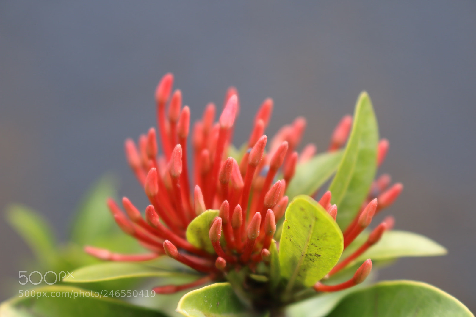 Canon EOS 750D (EOS Rebel T6i / EOS Kiss X8i) sample photo. Flor photography