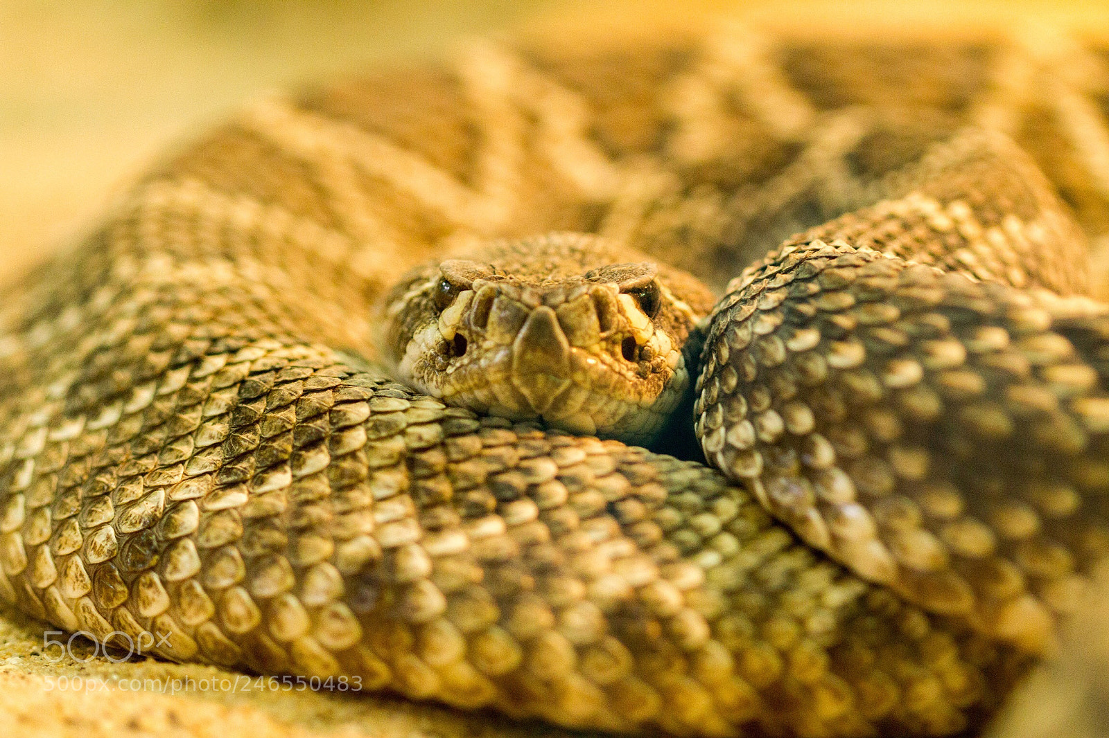Canon EOS 7D sample photo. Untitled photography