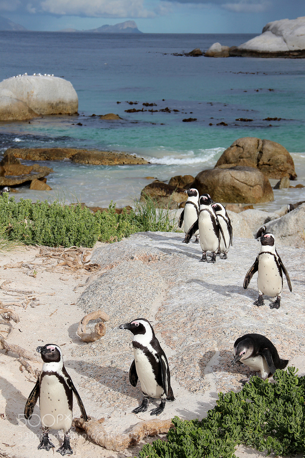 Canon EOS 600D (Rebel EOS T3i / EOS Kiss X5) sample photo. Penguin photography