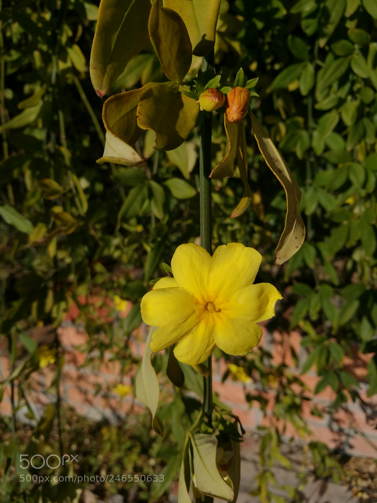 HUAWEI P9 Plus sample photo. Wondering yellows photography