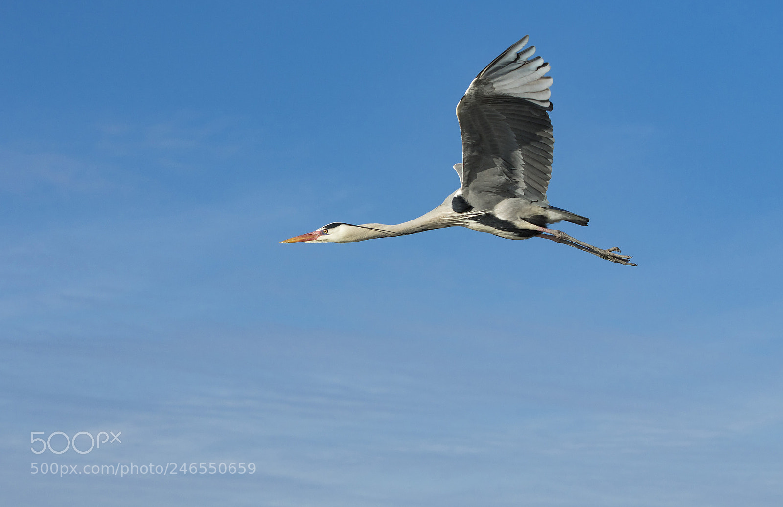 Canon EOS 7D Mark II sample photo. Heron photography