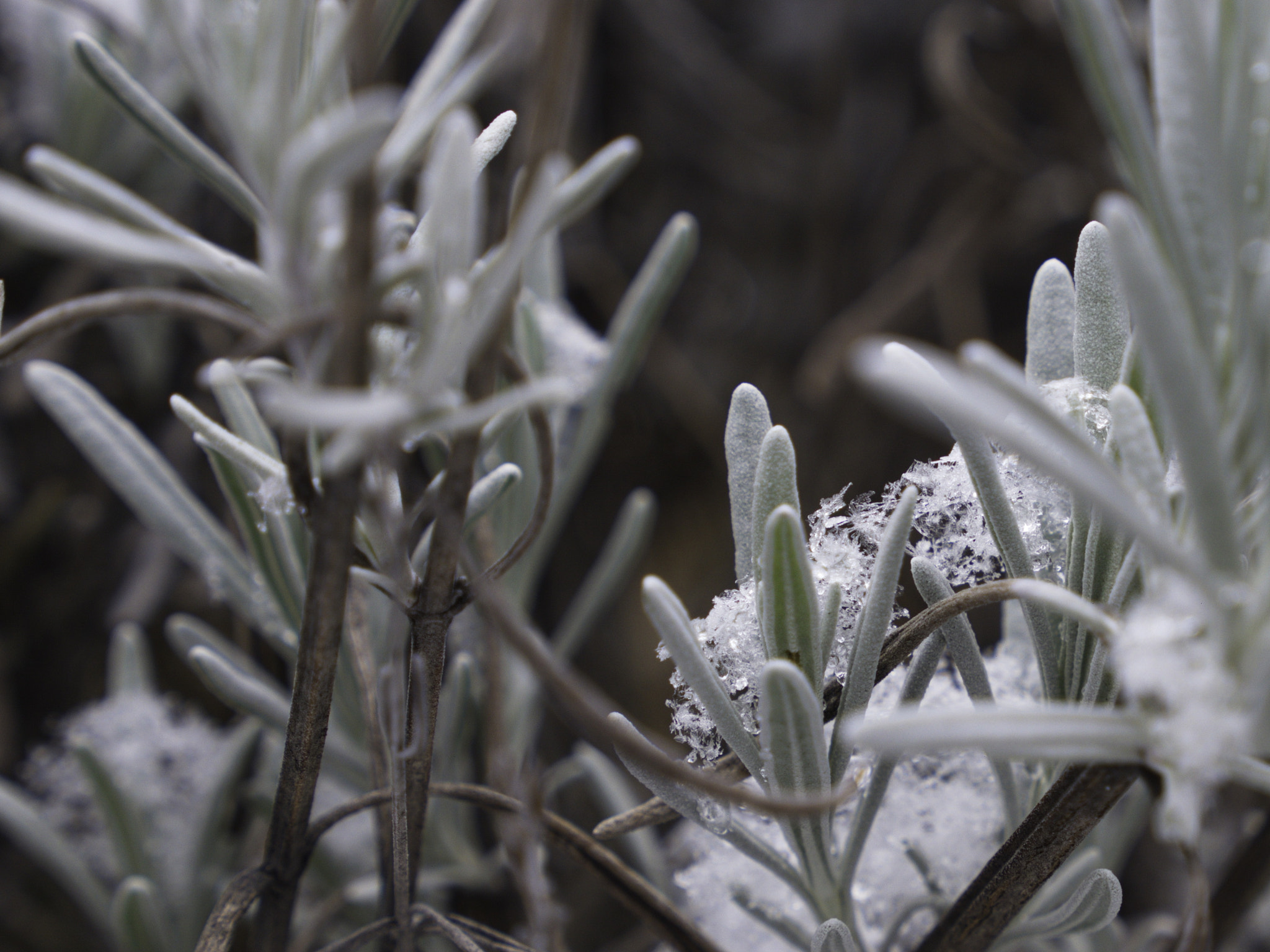 Panasonic Lumix DMC-GX8 sample photo. Snowflakes photography